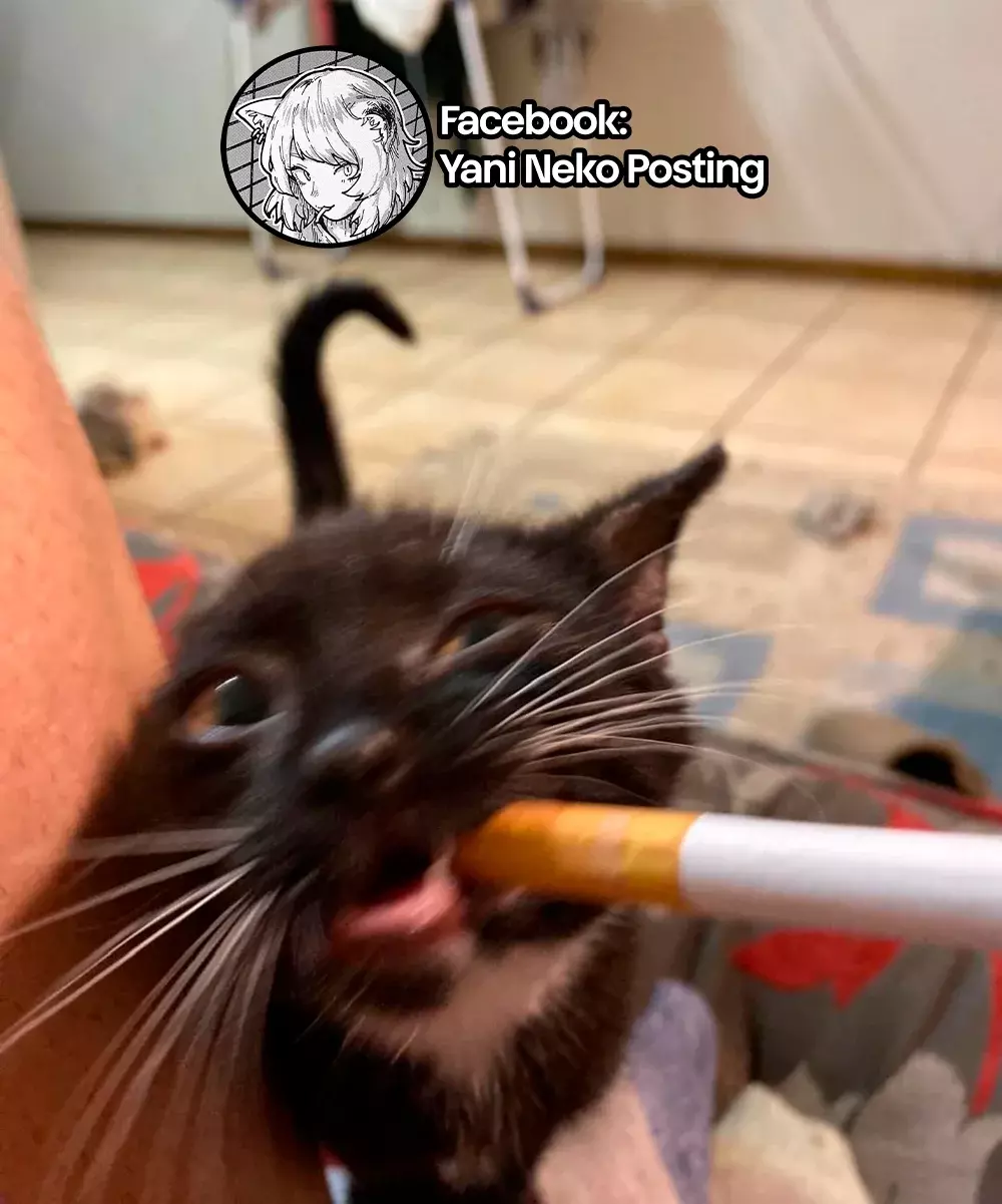 NICOTINEKO capítulo 10 página 7