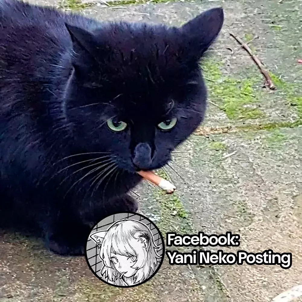 NICOTINEKO capítulo 11 página 5