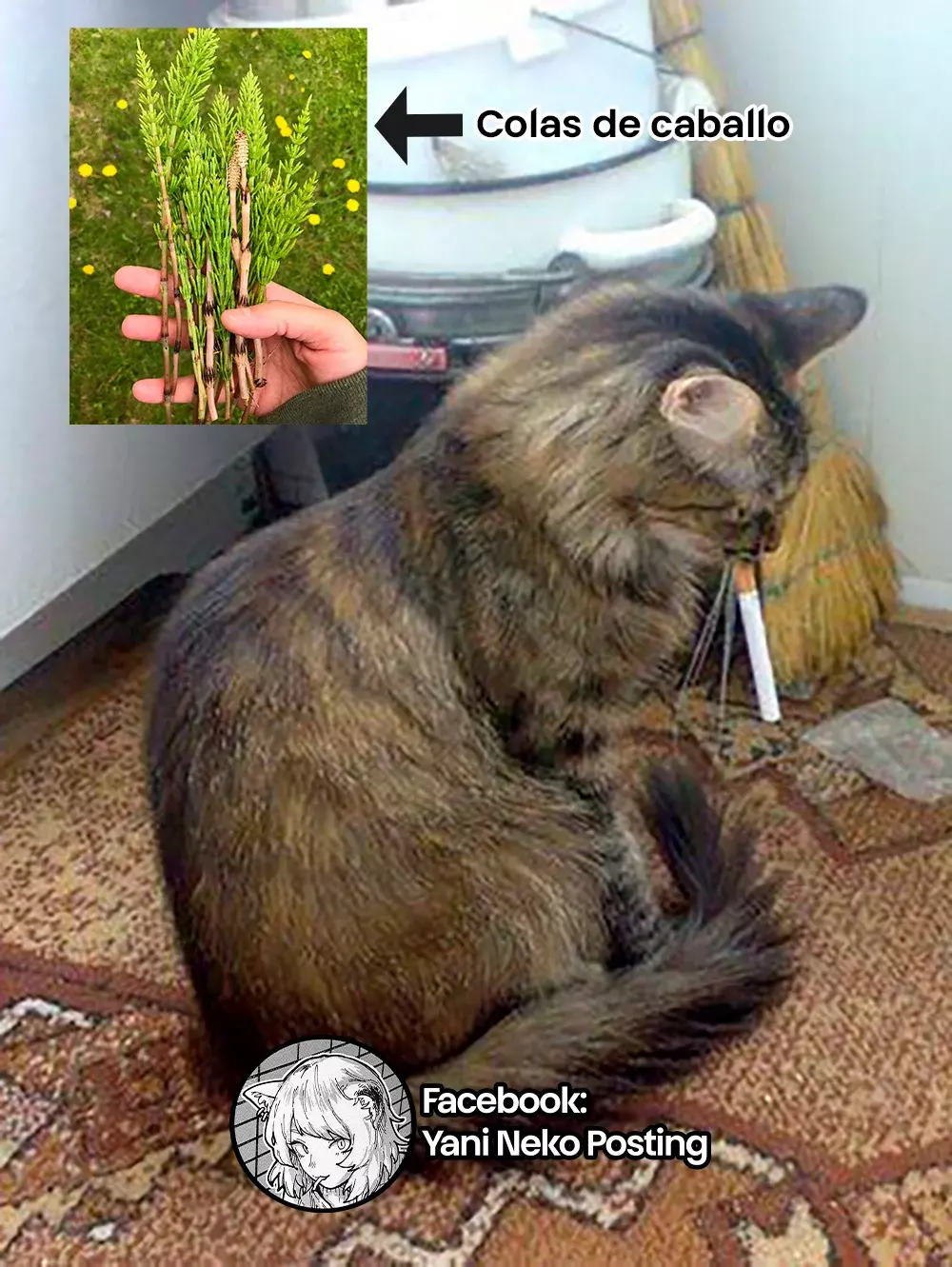 NICOTINEKO capítulo 13 página 5