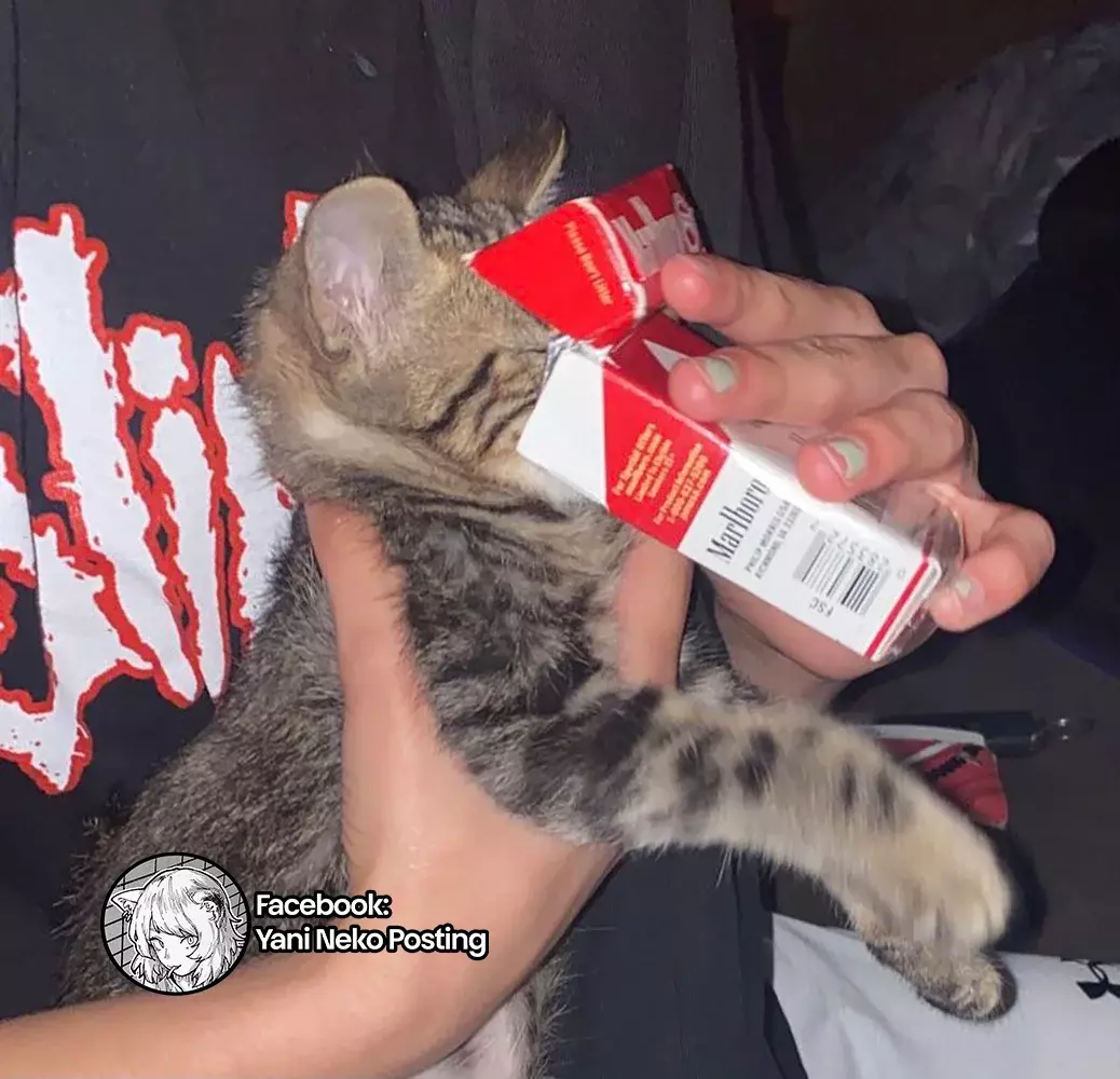 NICOTINEKO capítulo 16 página 5