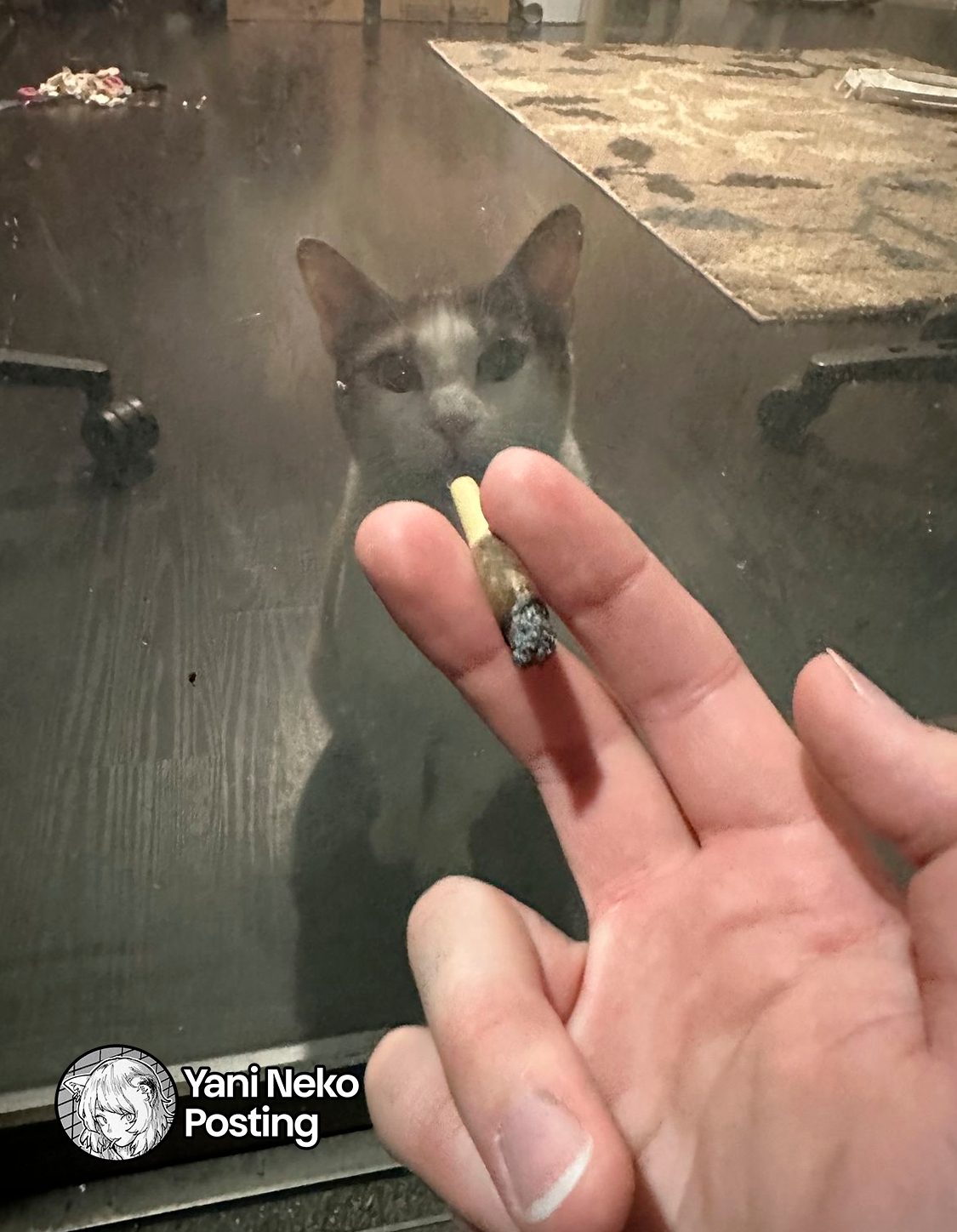 NICOTINEKO capítulo 49 página 5