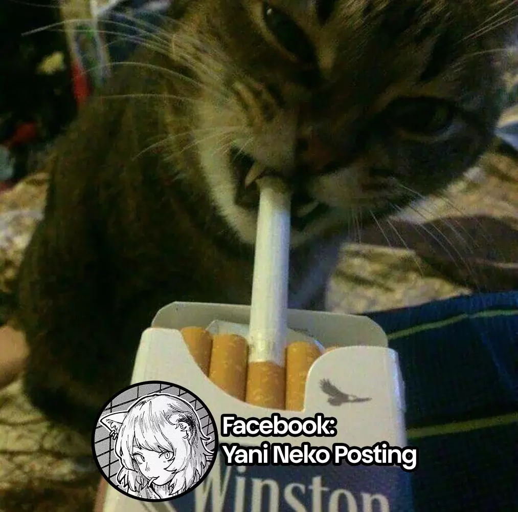 NICOTINEKO capítulo 7 página 5